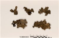 藏品(梅衣屬)的圖片